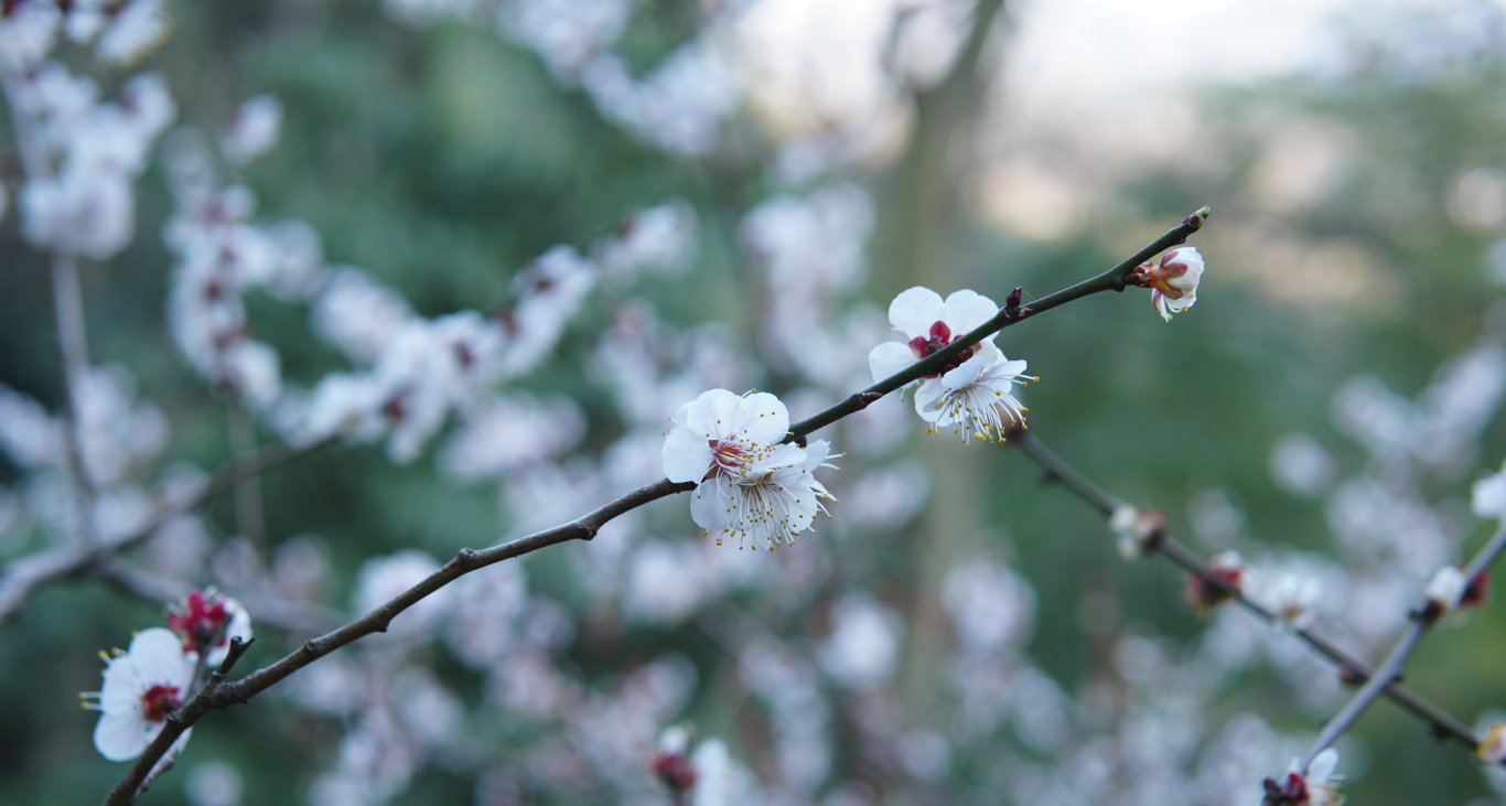 韬光寺樱花 韬光寺樱花